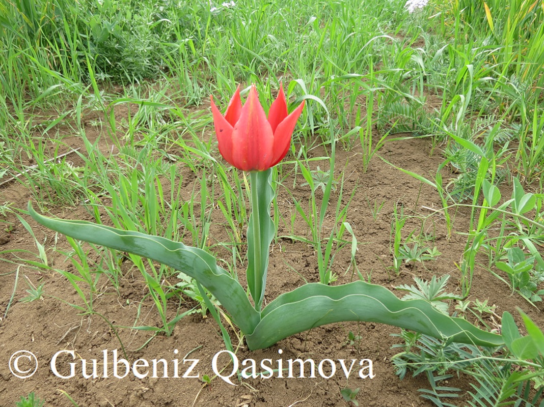 Image of Tulipa eichleri specimen.