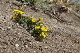 Potentilla fragarioides. Цветущее растение. Приморье, Партизанский р-н, окр. пос. Врангель, каменистый спуск к морю. 29.04.2021.