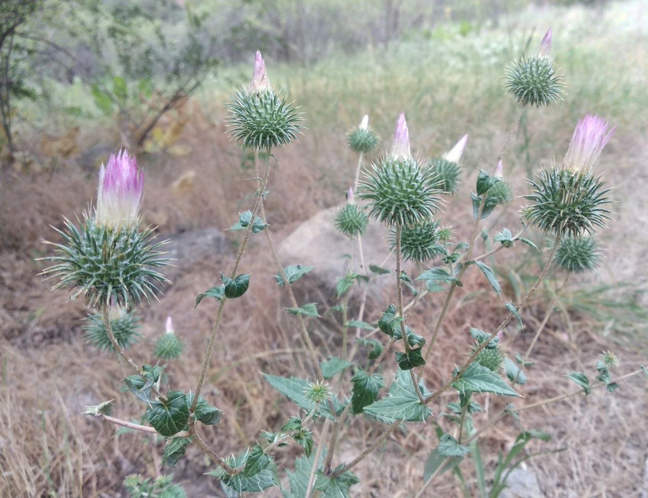 Изображение особи Cousinia coronata.