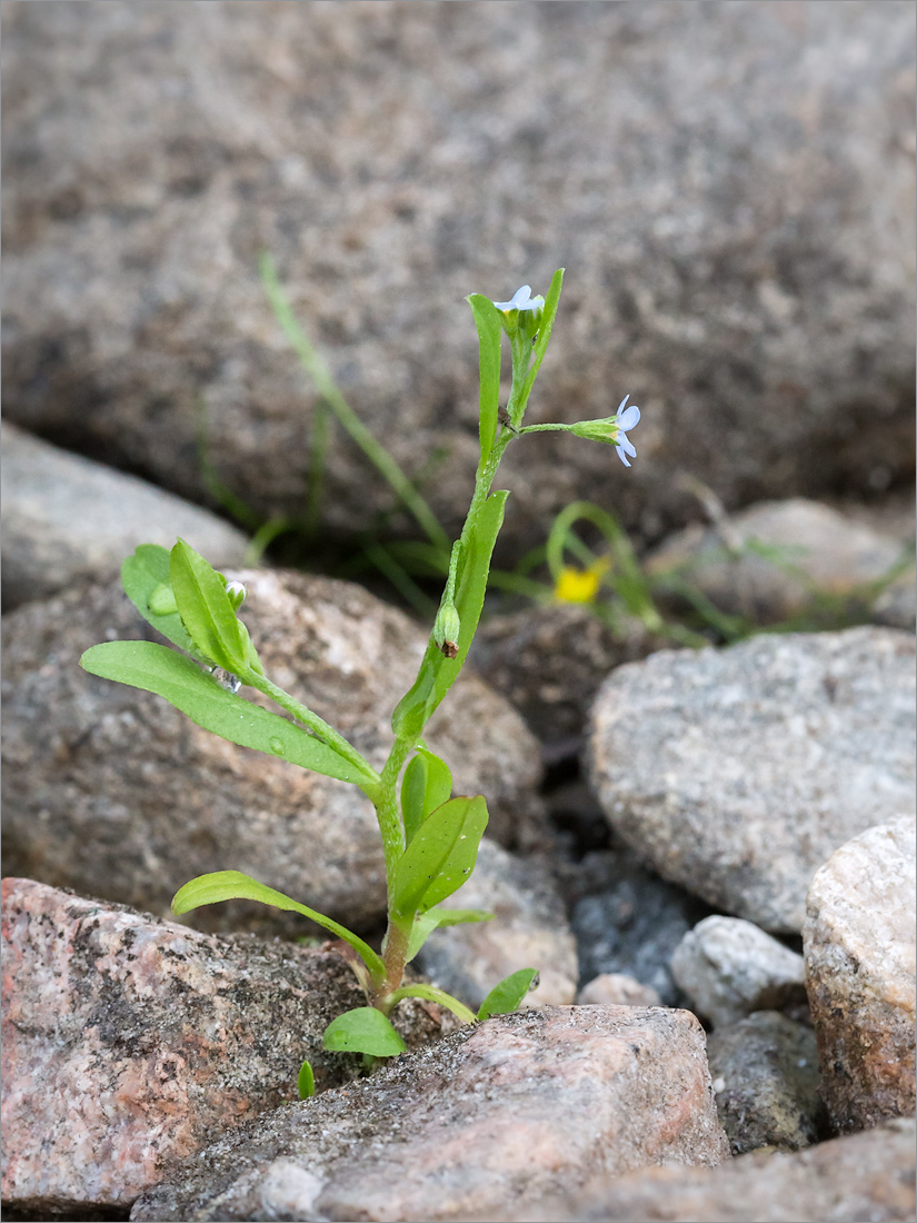 Image of Myosotis cespitosa specimen.