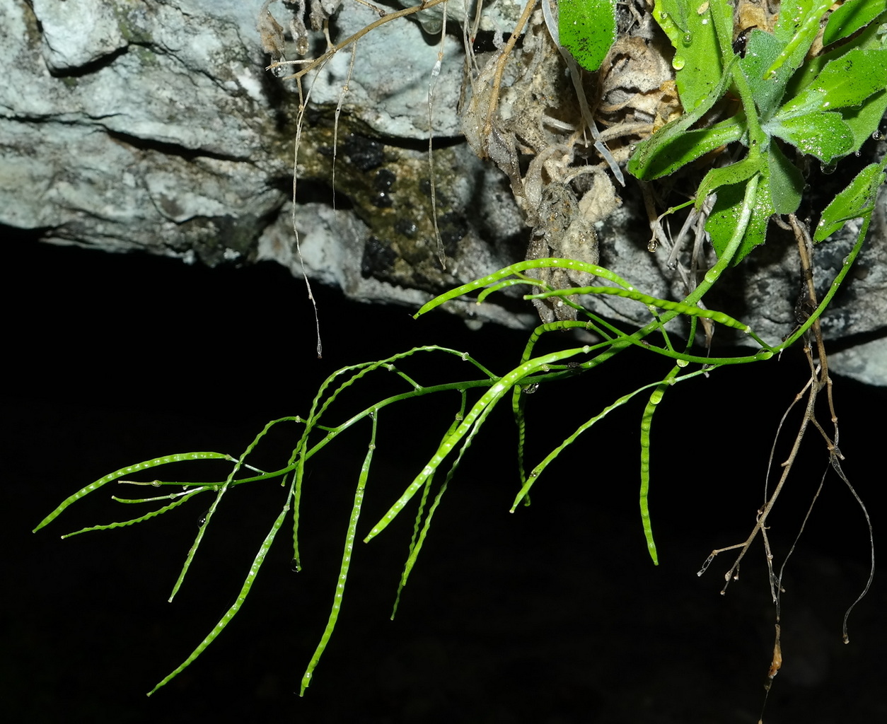 Image of Arabis caucasica specimen.