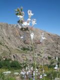 Salvia trautvetteri. Верхушка цветущего растения. Южный Казахстан, Сырдарьинский Каратау, Юго-Восточный Каратау, горы Улькен-Актау, каньон р. Шабакты, каменистый склон сев-зап. экспозиции. 22 мая 2021 г.