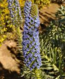 Echium candicans