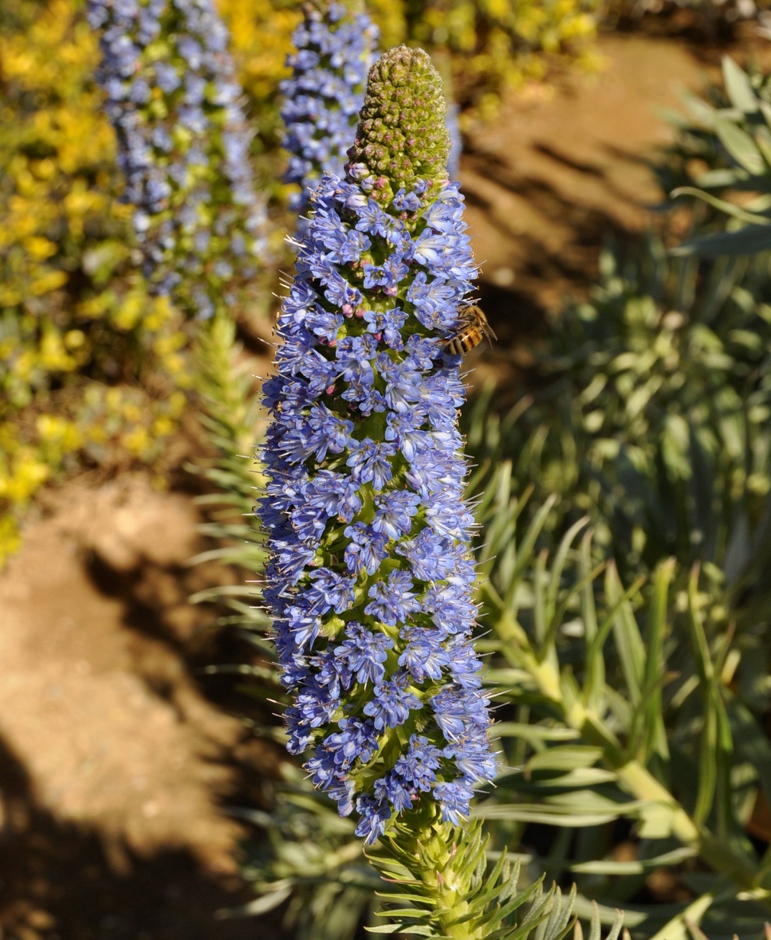 Изображение особи Echium candicans.