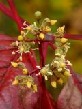 Parthenocissus quinquefolia. Часть соцветия с бутонами, цветками и завязями (повторное цветение). Санкт-Петербург, Старый Петергоф, парк \"Сергиевка\". 10.09.2010.