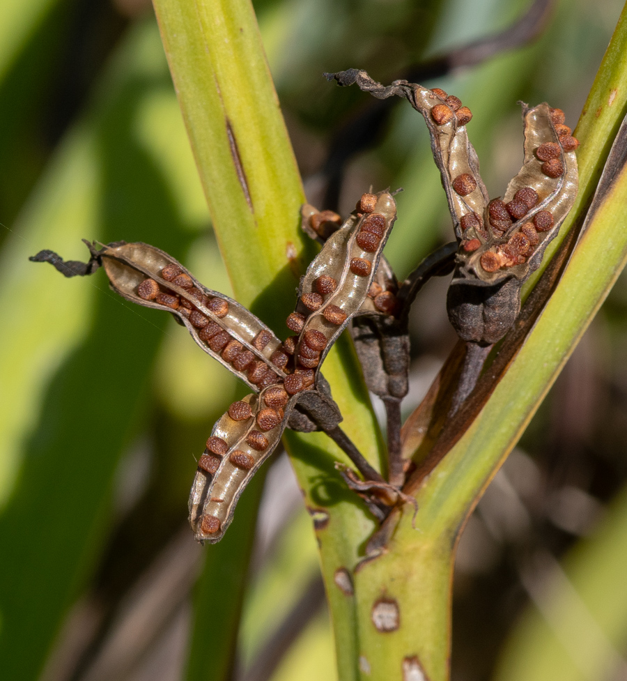 Image of Aristea ecklonii specimen.