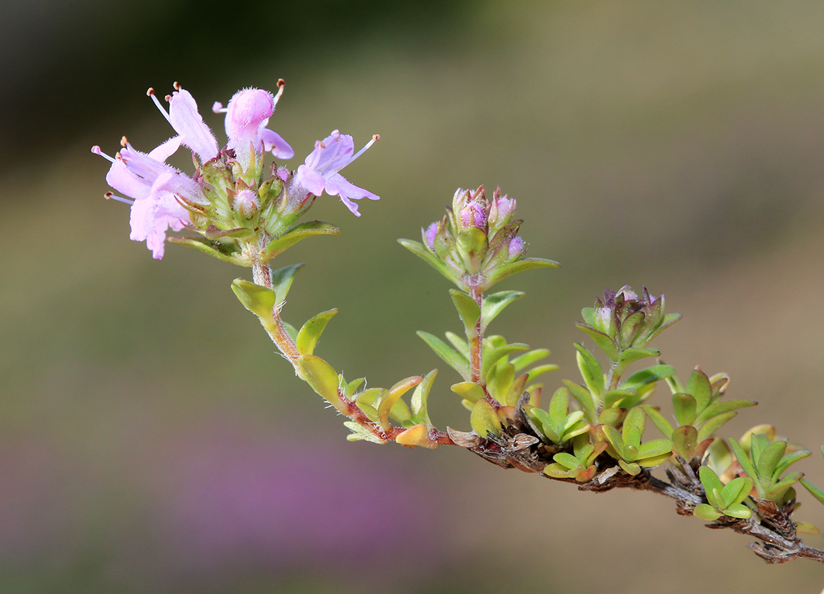 Изображение особи Thymus ternejicus.