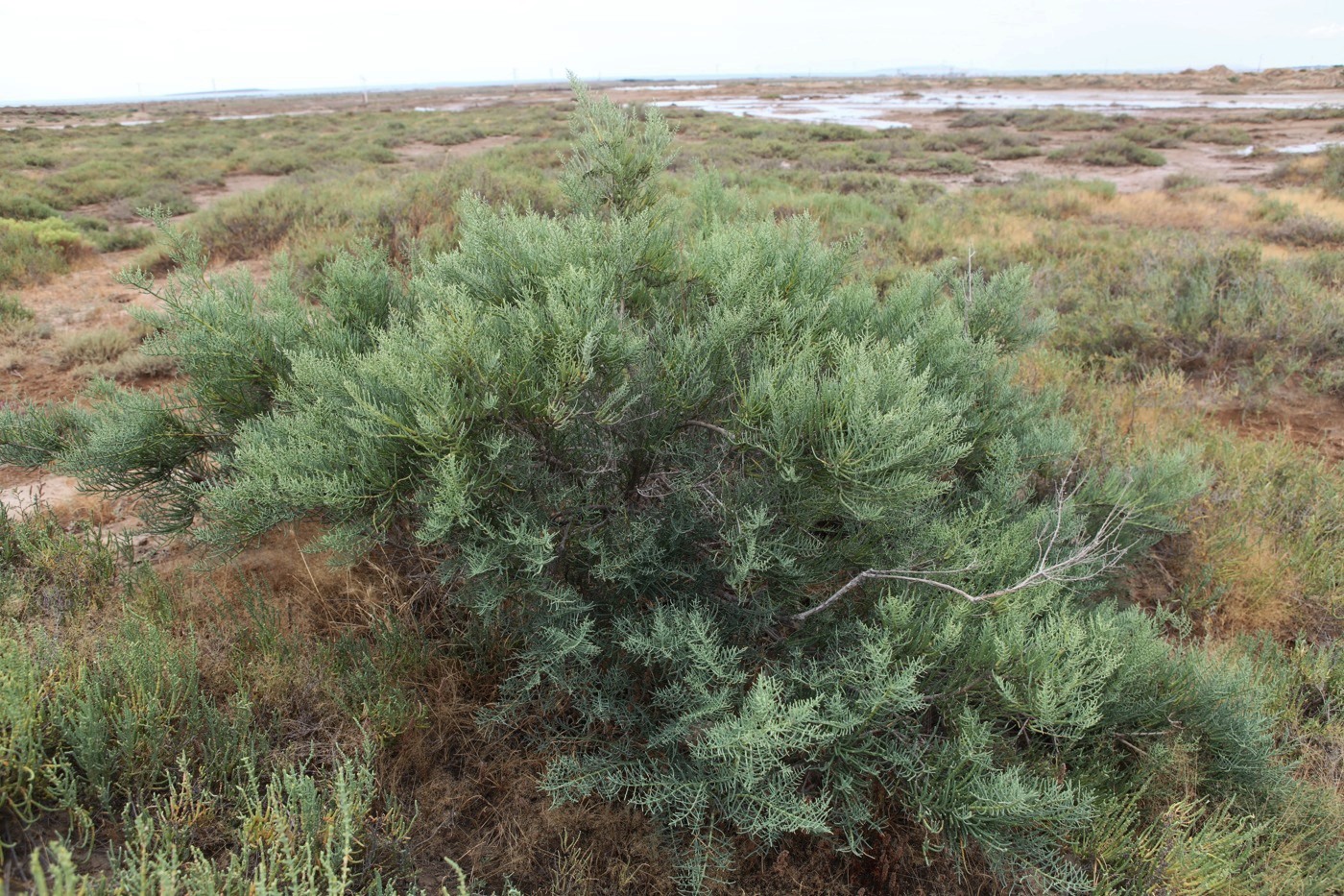 Image of Halostachys belangeriana specimen.