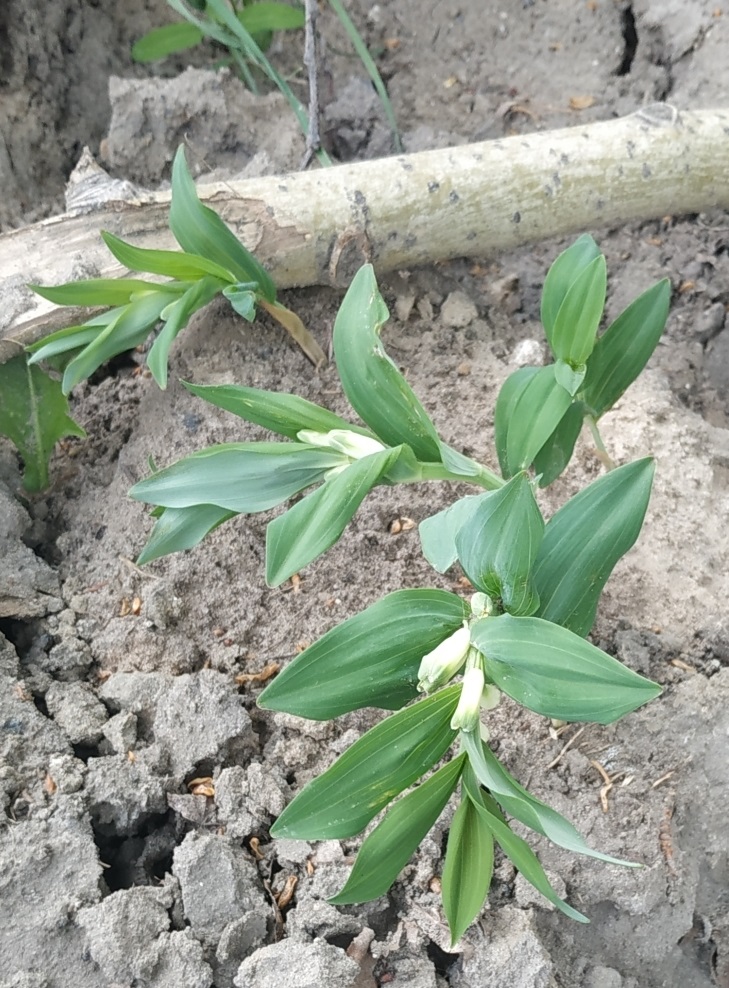 Image of genus Polygonatum specimen.