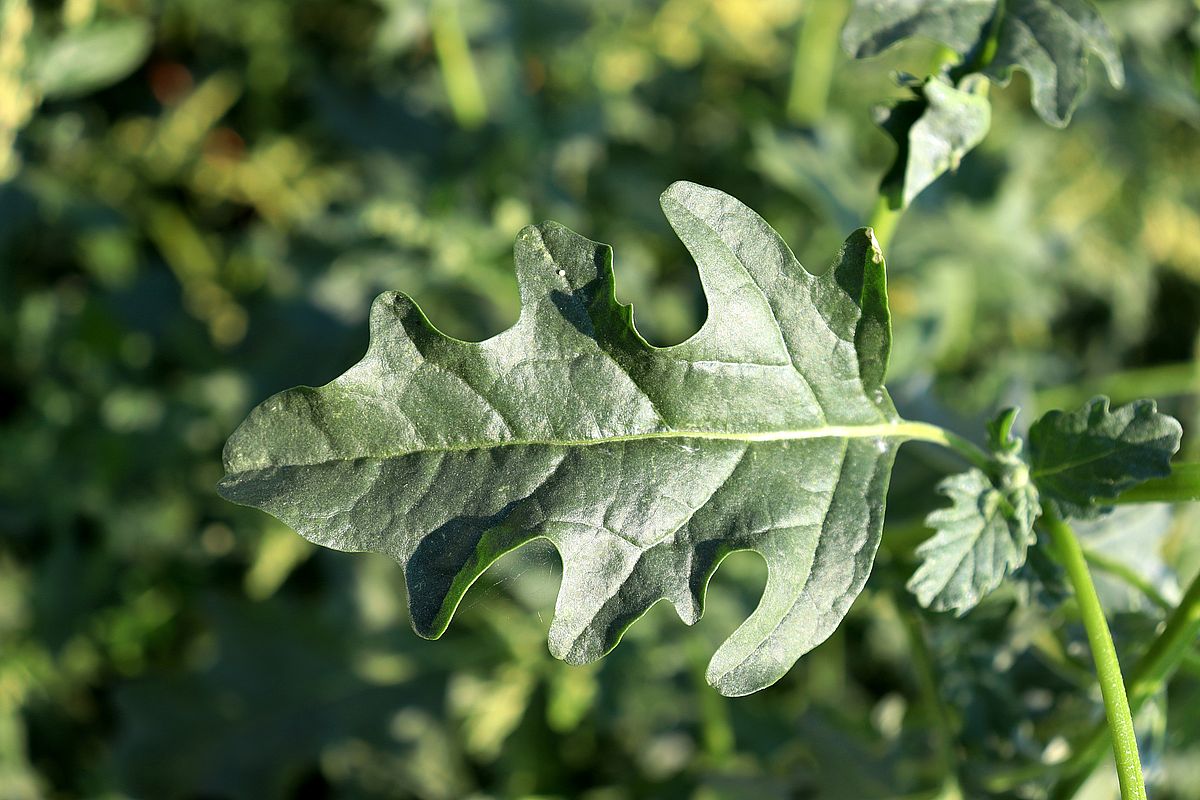 Image of Atriplex tatarica specimen.