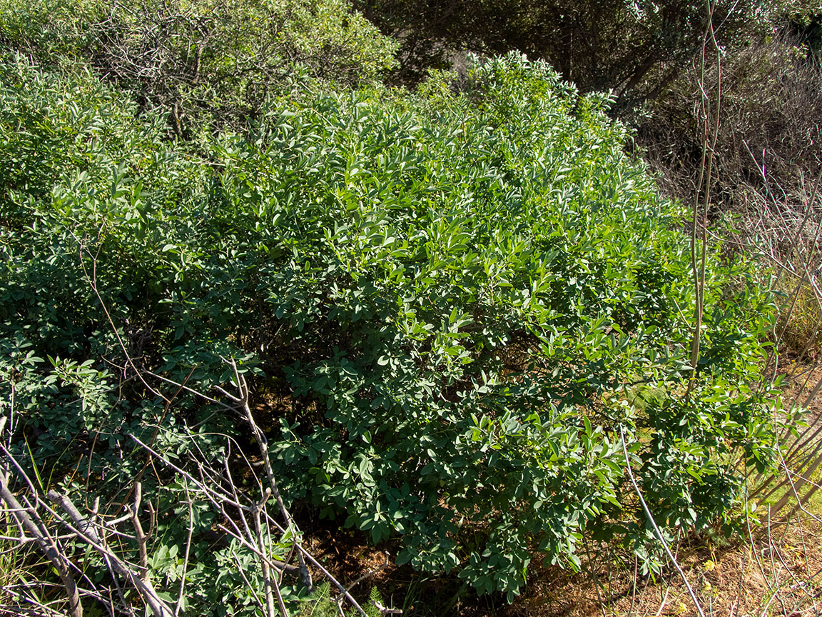 Изображение особи Anagyris foetida.