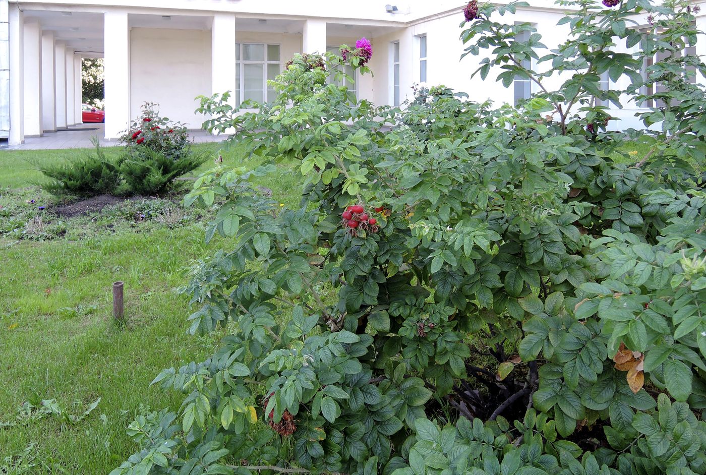 Изображение особи Rosa rugosa.