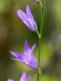 Campanula rapunculus. Часть соцветия. Израиль, лес Бен-Шемен. 20.04.2019.