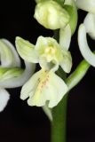 Orchis provincialis. Часть соцветия. Краснодарский край, г/о Сочи, Лазаревский р-н, окр. ж.-д. станции Чемитоквадже, склон С экспозиции, дубовый лес. 28 апреля 2021 г.