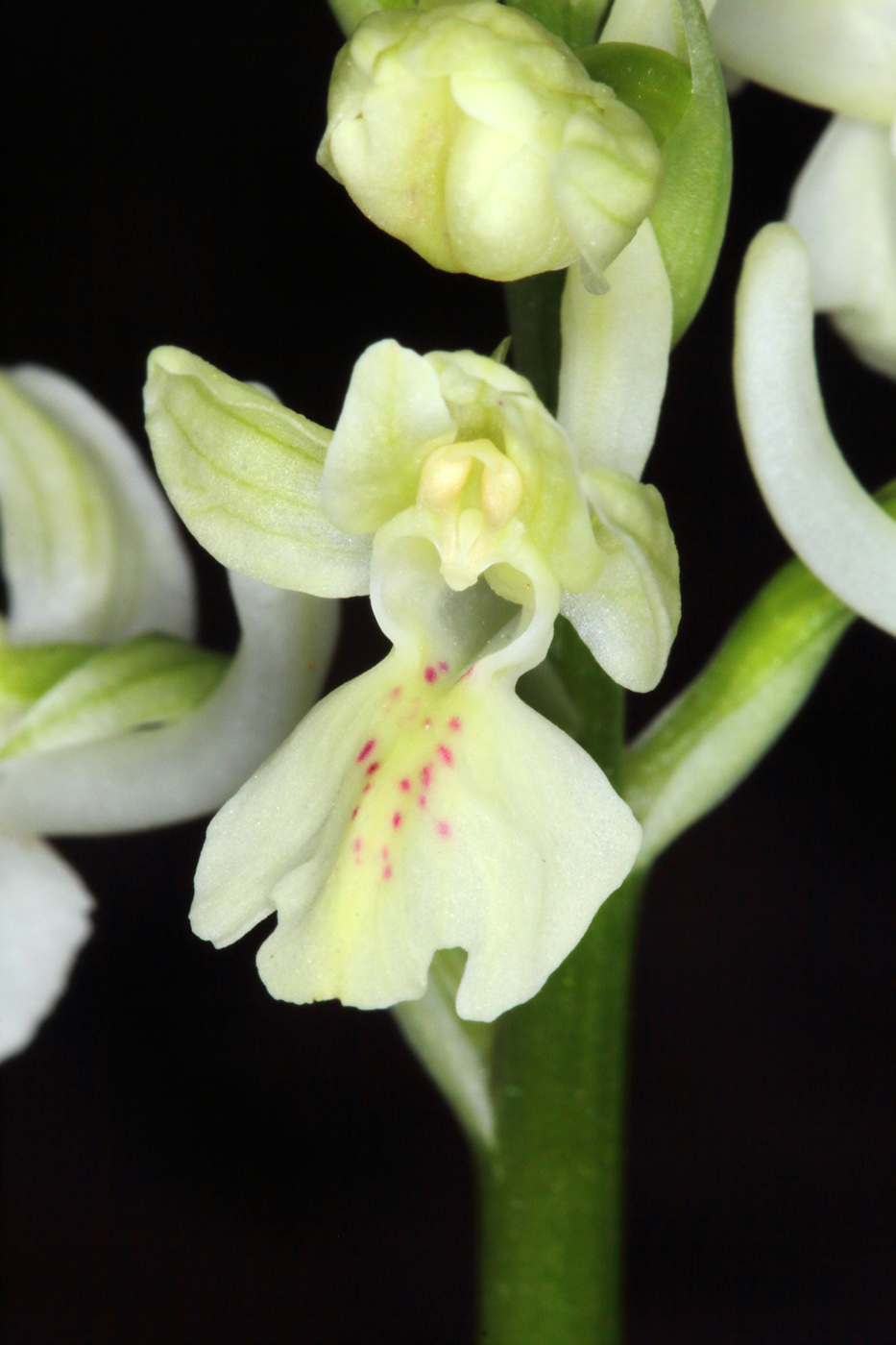 Image of Orchis provincialis specimen.