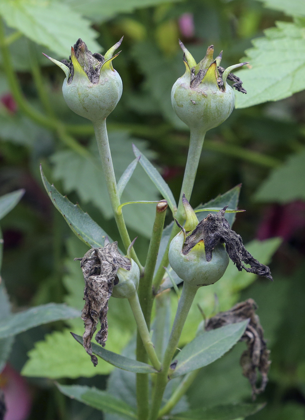 Изображение особи Platycodon grandiflorus.