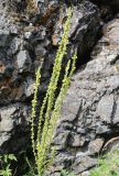 Verbascum marschallianum