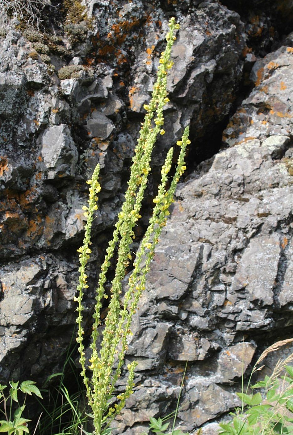 Image of Verbascum marschallianum specimen.