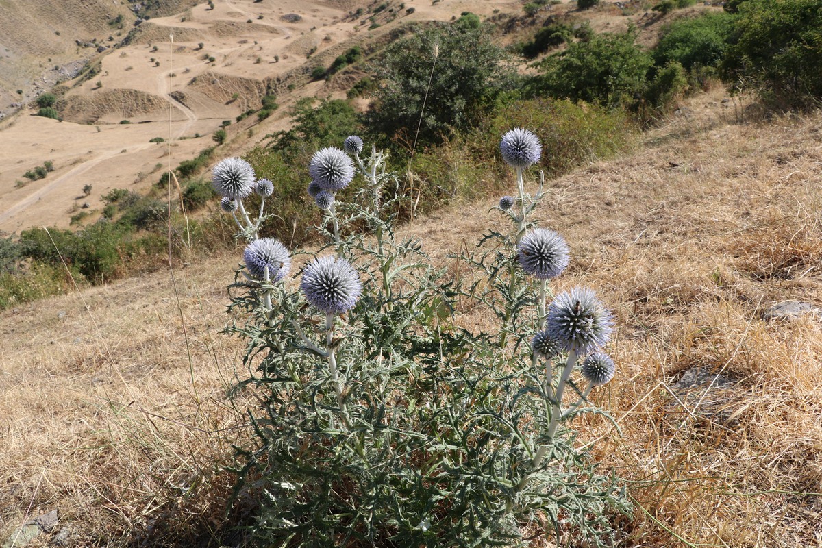 Image of Echinops sphaerocephalus specimen.