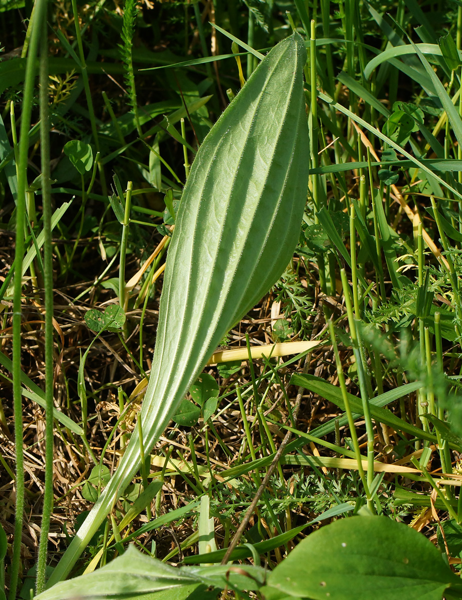 Изображение особи Plantago urvillei.