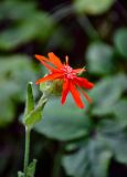 Lychnis fulgens