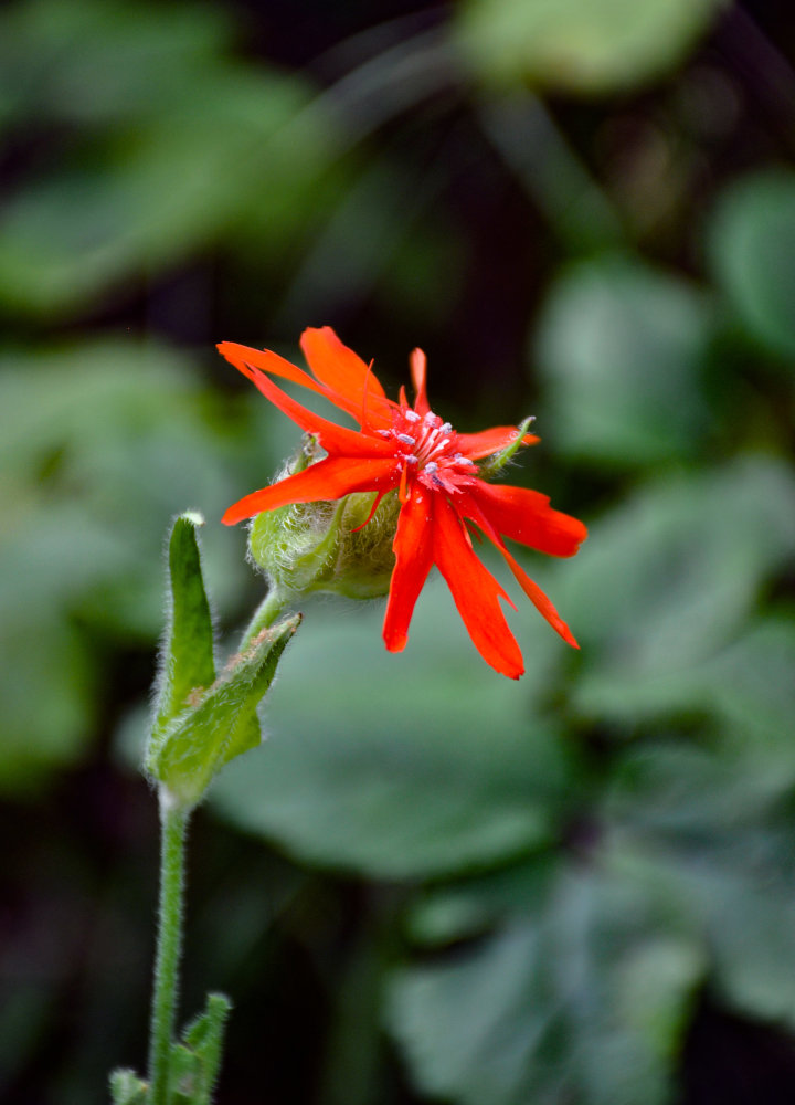 Изображение особи Lychnis fulgens.