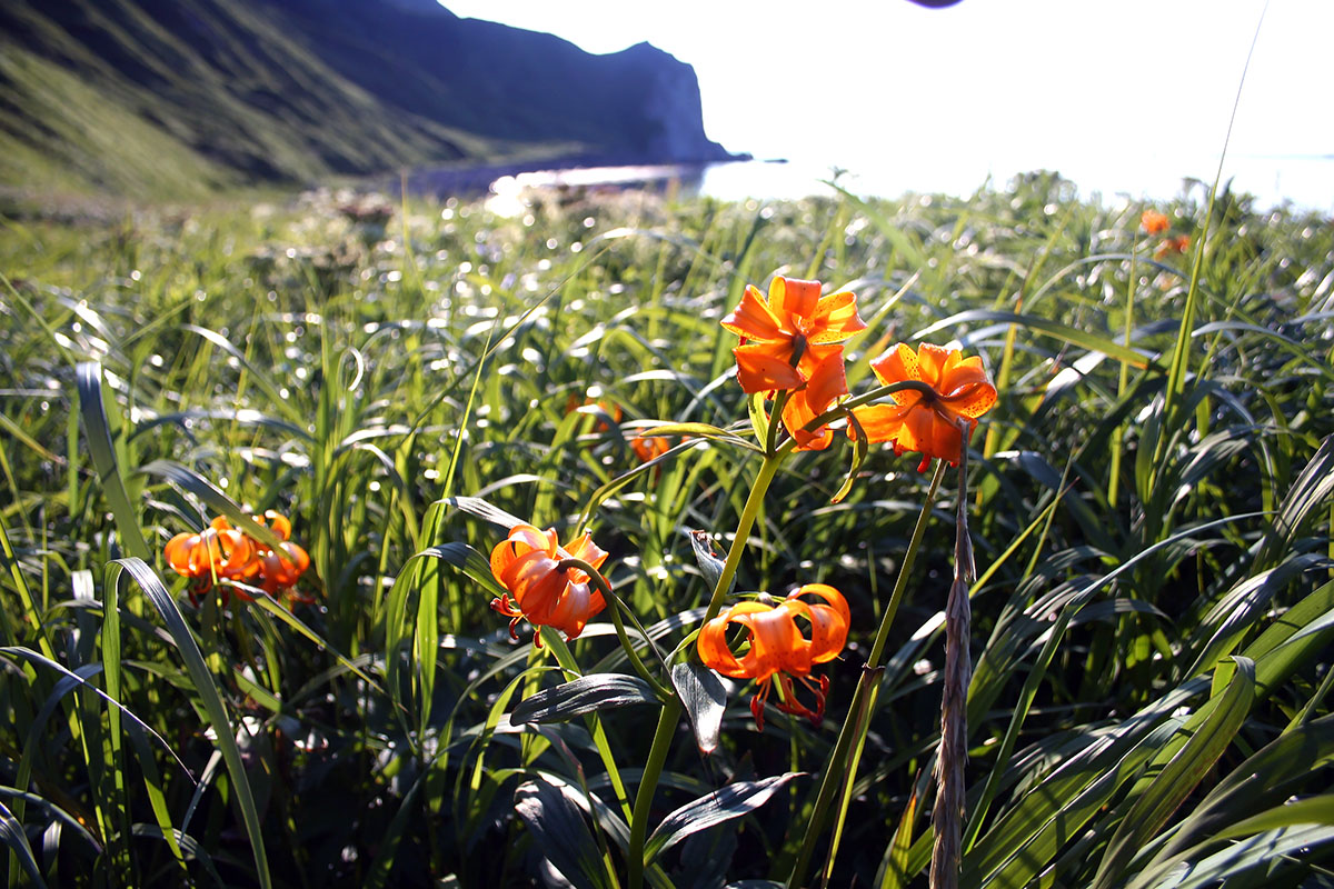 Изображение особи Lilium debile.