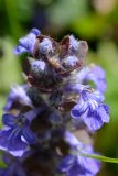 Ajuga reptans. Соцветие. Краснодарский край, Лазаревский р-н, мкр-н Дагомыс, гора Успенка 230 м н.у.м., просека. 03.05.2022.