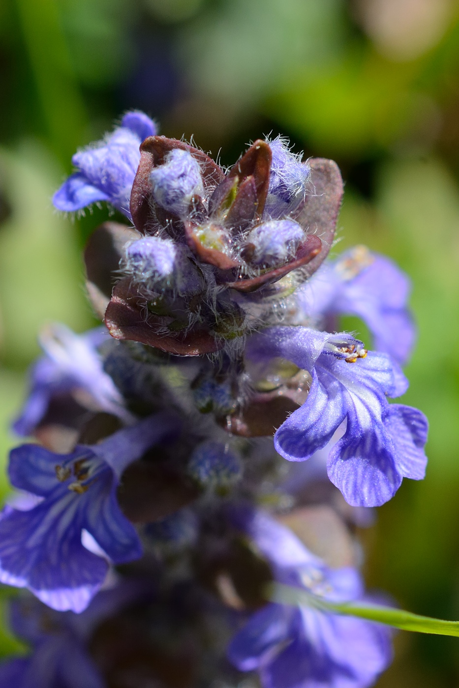 Image of Ajuga reptans specimen.