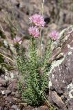 Pseudosedum longidentatum