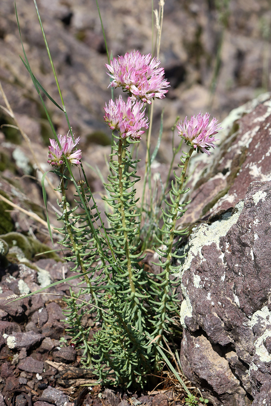 Изображение особи Pseudosedum longidentatum.