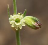 Silene aprica