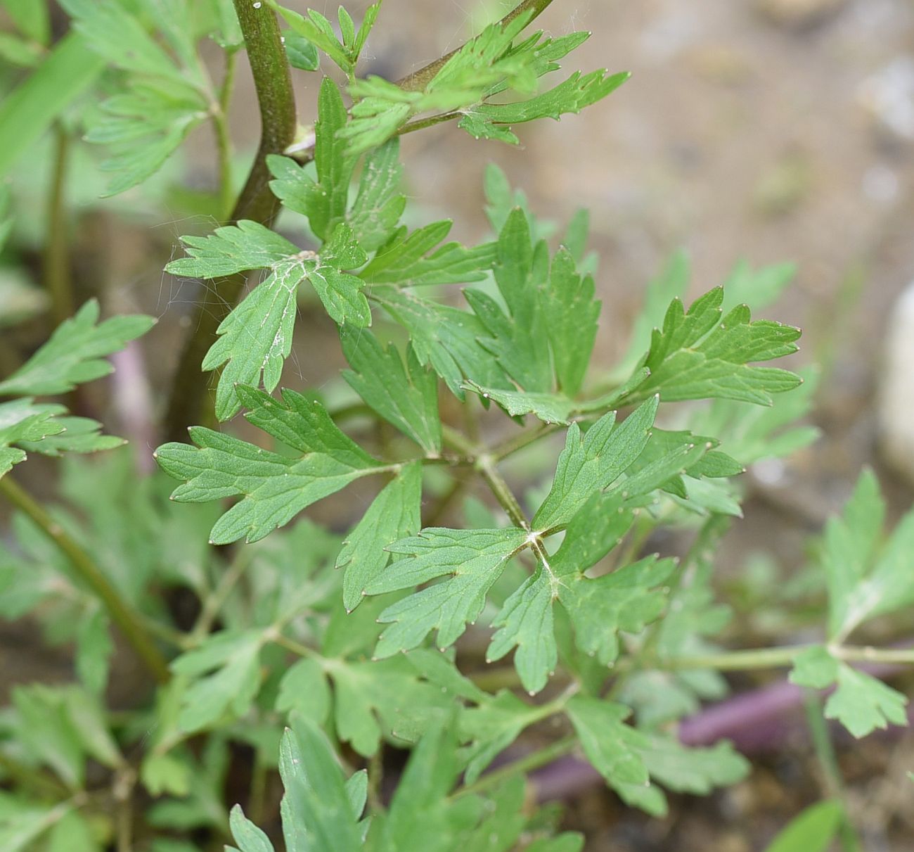 Image of Ranunculus repens specimen.