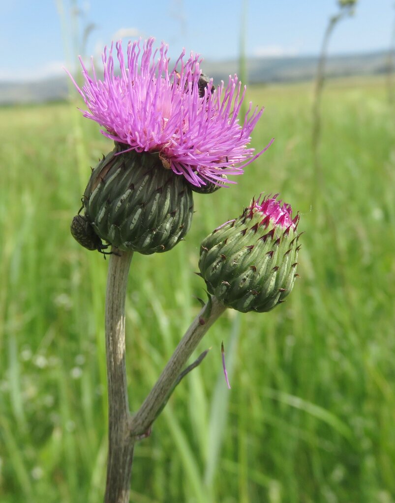 Изображение особи Cirsium canum.