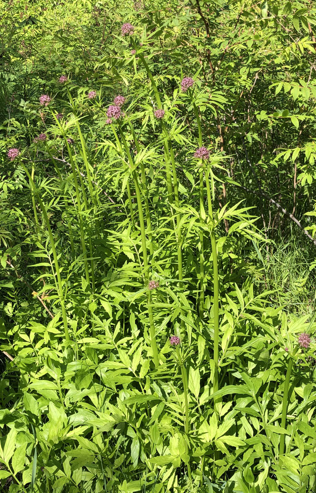 Изображение особи Valeriana amurensis.