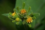Sigesbeckia orientalis