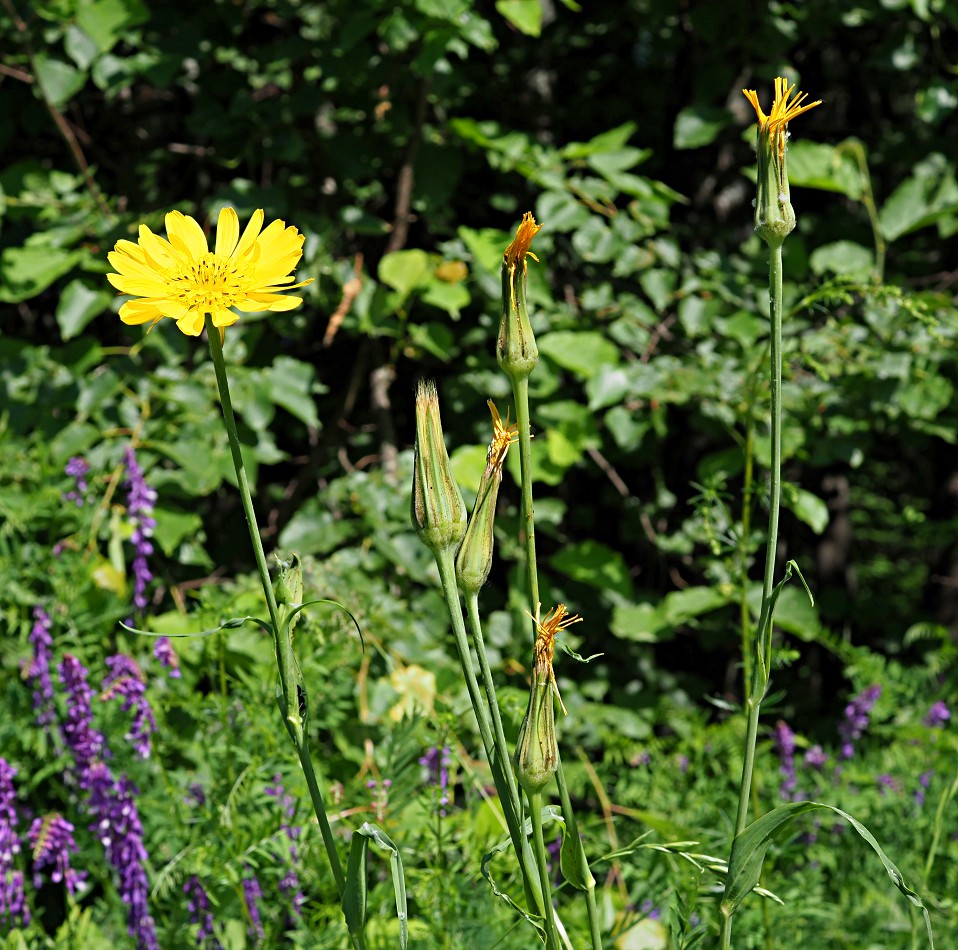 Image of Tragopogon pratensis specimen.