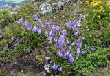 Campanula sarmatica