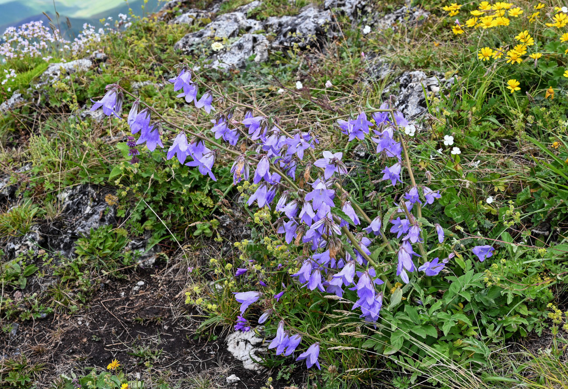 Изображение особи Campanula sarmatica.