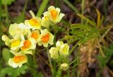 Linaria vulgaris subspecies arenosa. Цветущее растение на залежи. Псковская область, Себежский р-н, окр. с. Осыно. 27 августа 2007 г.
