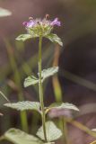 род Clinopodium. Верхушка побега с соцветием. Краснодарский край, Пшадский сельский округ, окр. с. Криница, ущ. Грекова щель, сосновый лес на склоне горы. 09.07.2022.