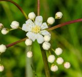 Filipendula vulgaris. Часть соцветия с бутонами и цветком. Республика Башкортостан, Белокатайский р-н, Белянковский сельсовет, окр. дер. Перевоз, долина р. Уфа, разнотравно-злаковый луг. 2 июля 2022 г.