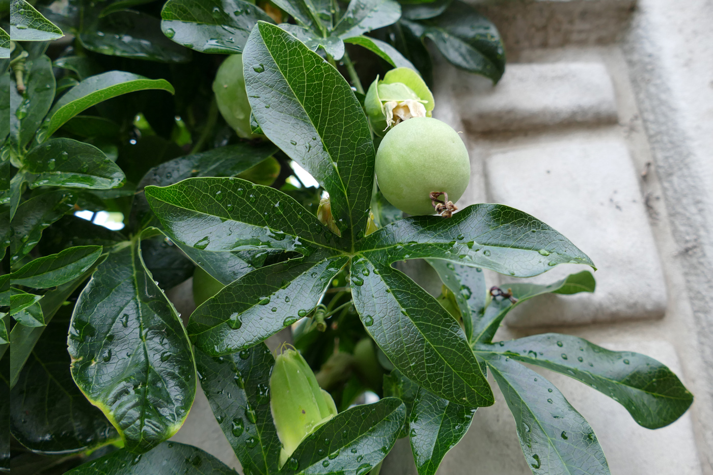 Image of Passiflora caerulea specimen.