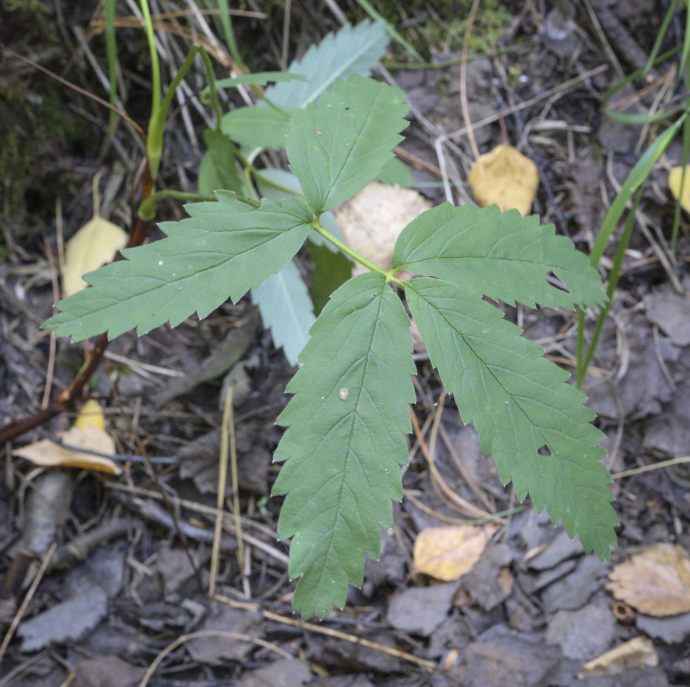 Image of Comarum palustre specimen.