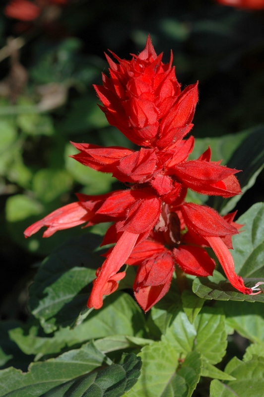 Image of Salvia splendens specimen.