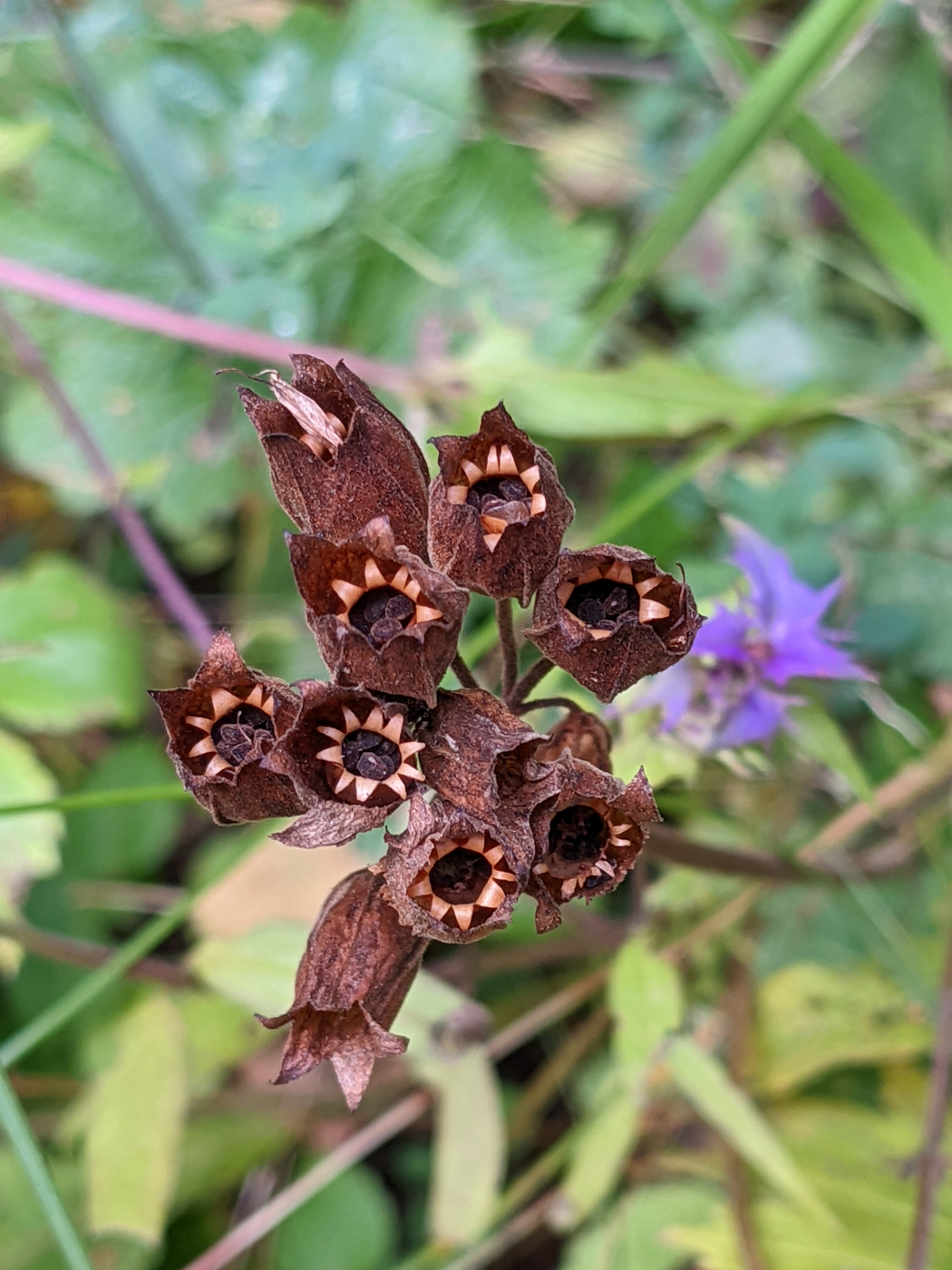 Изображение особи Melandrium dioicum.