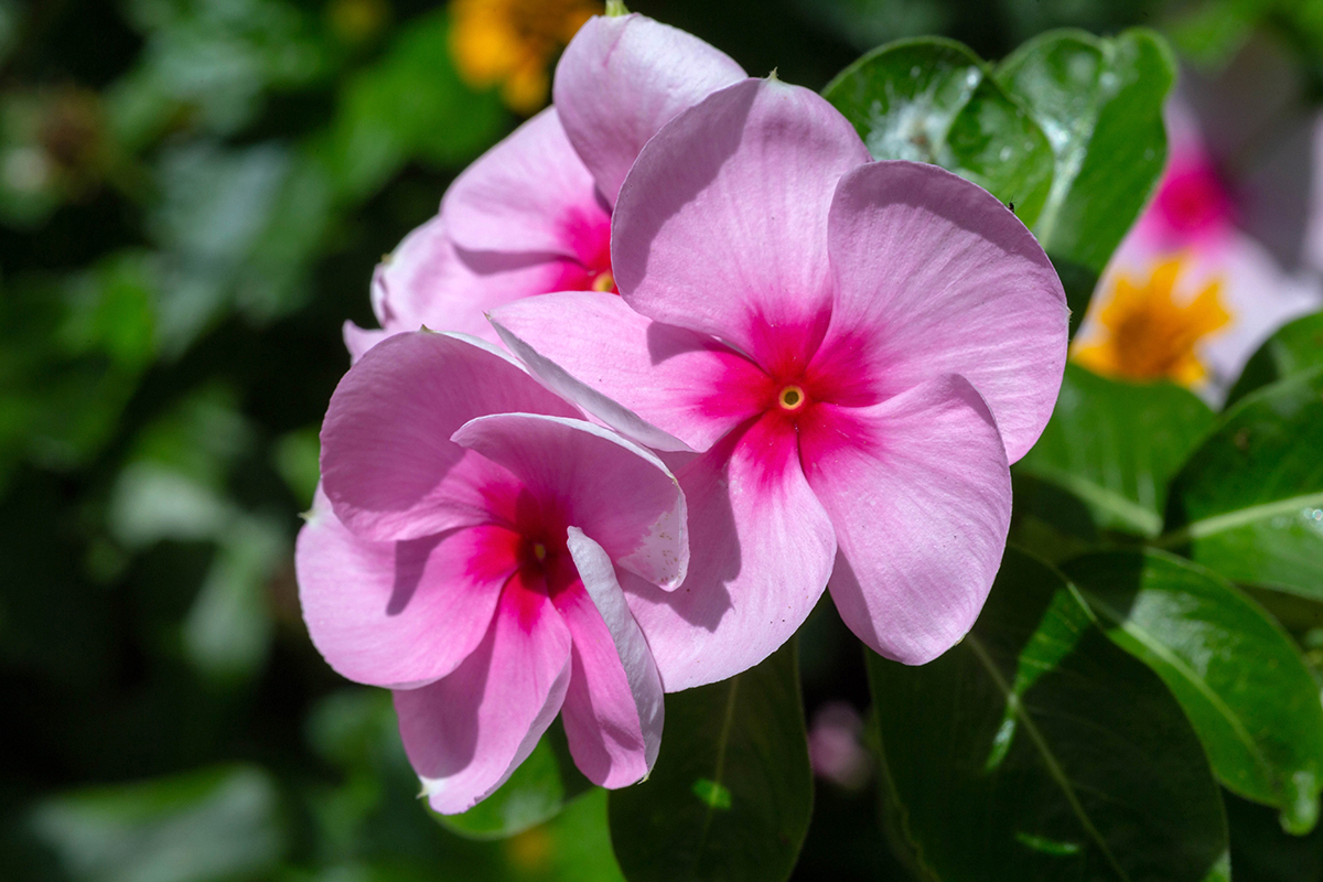 Image of Catharanthus roseus specimen.