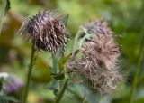 Cirsium kamtschaticum. Соплодия. Камчатский край, Елизовский р-н, природный парк \"Вулканы Камчатки\", южный участок, кластер \"Налычевский\", кордон Таловский, берег р. Таловая, луг. 22.08.2022.