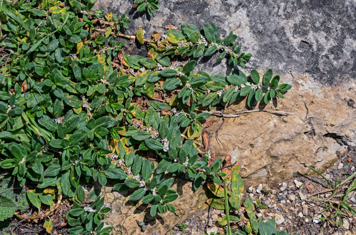 Image of Polygonum alpestre specimen.