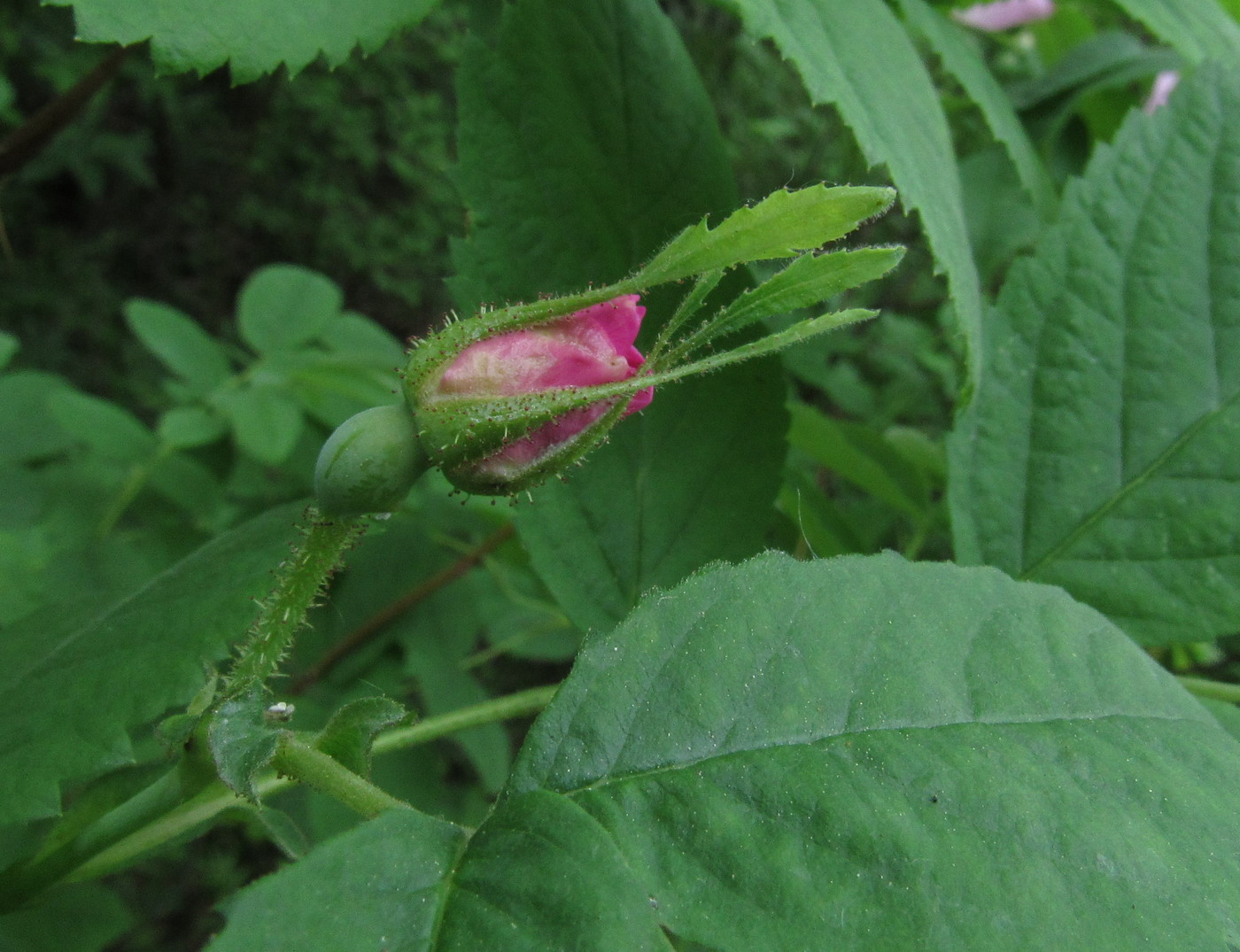 Изображение особи Rosa balachtensis.